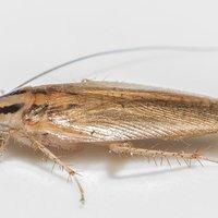 a german cockroach in a bathroom tub