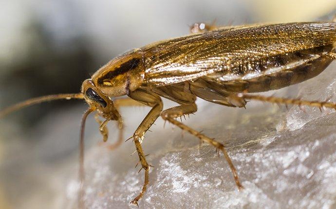 a german cockroach crawling in a living room