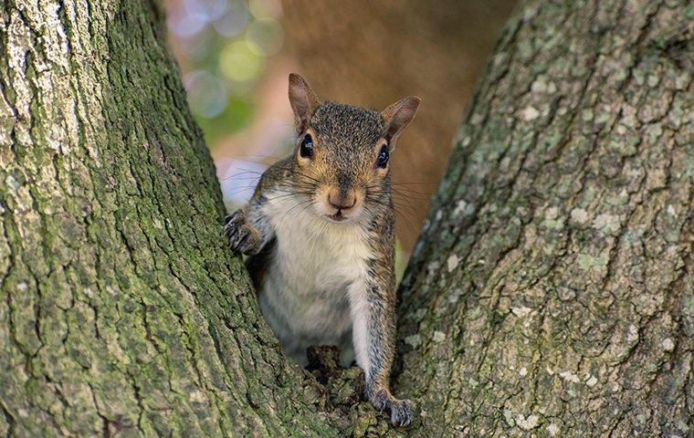 a gray squirrel sitting in a tree