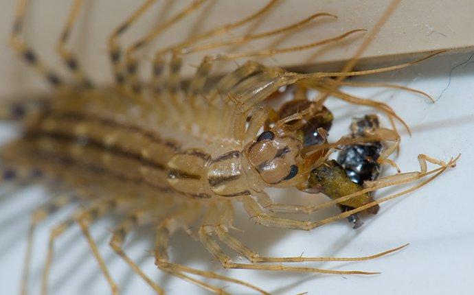 What do house centipedes outlet eat