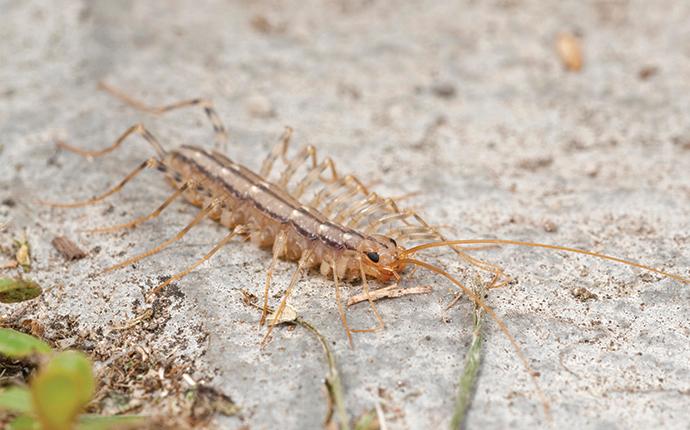 a house centipede on a rock near house