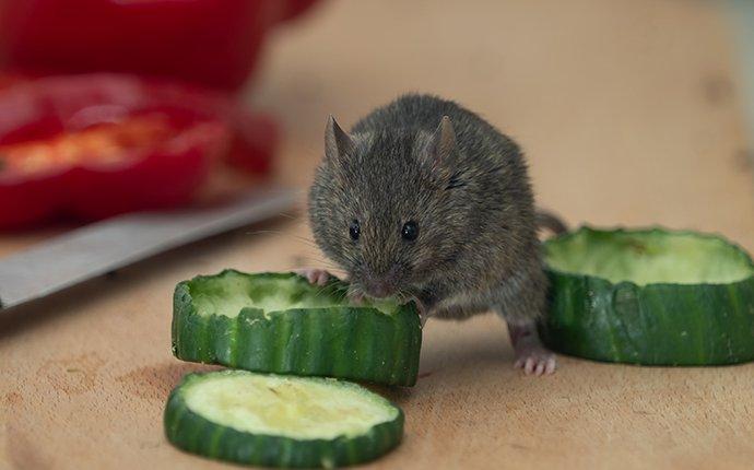 a house mouse eating zucchini in a kitchen
