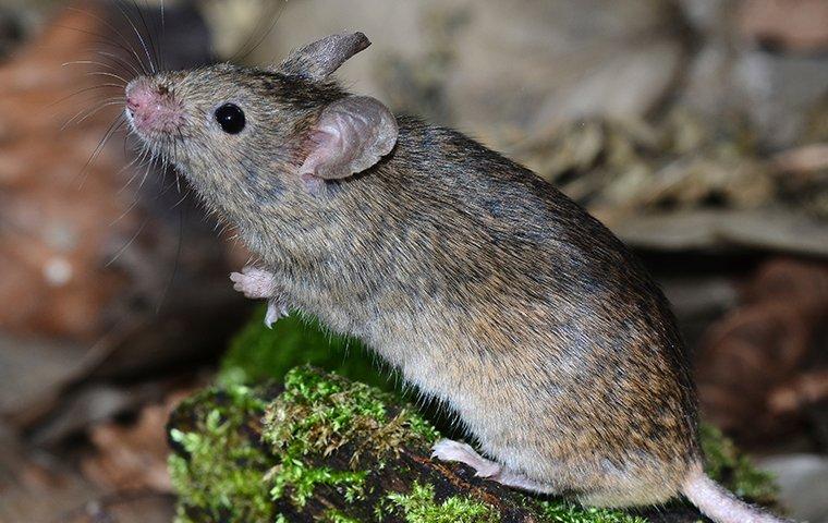 house mouse on moss