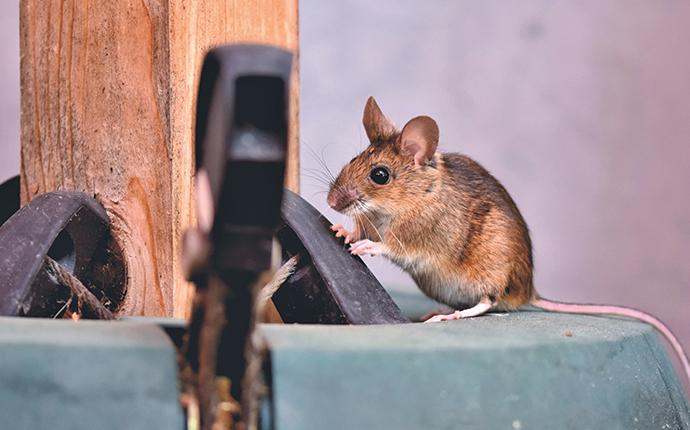 a house mouse on patio furniture