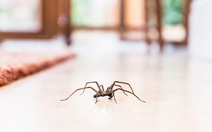 house spider crawling in living room