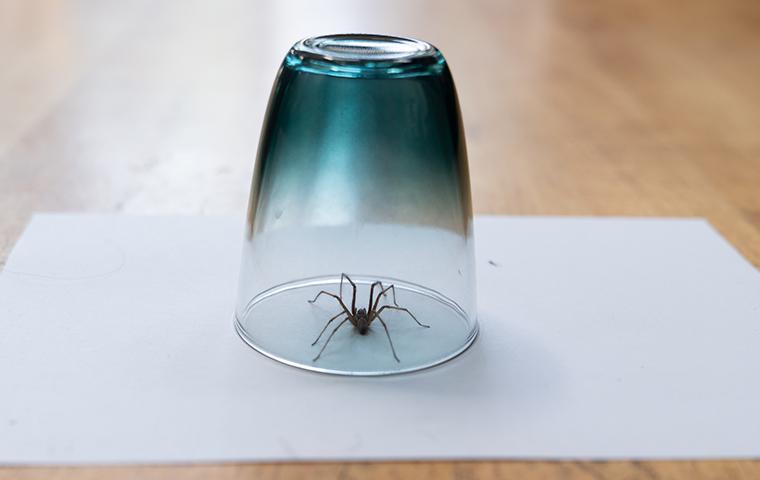 spider trapped under cup