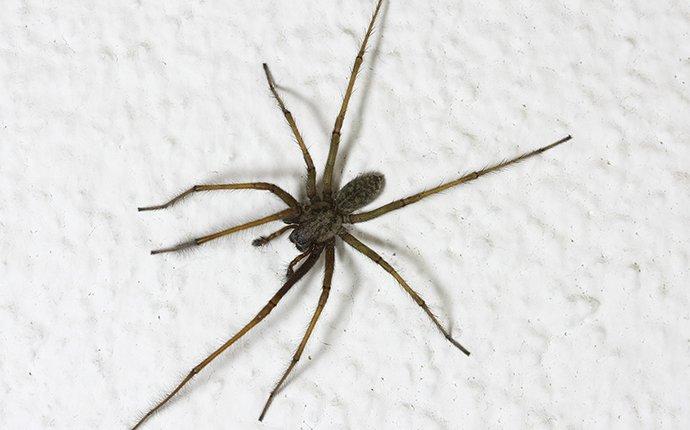 house spider on the wall