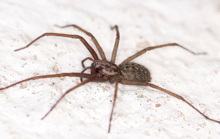 a house spider crawling in a home