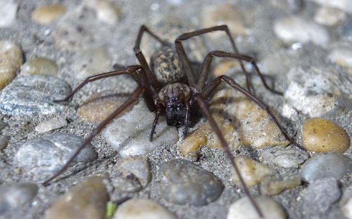 a common house spider outside a home in sc