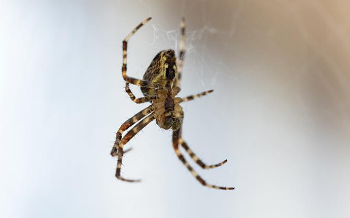 a house spider in a window