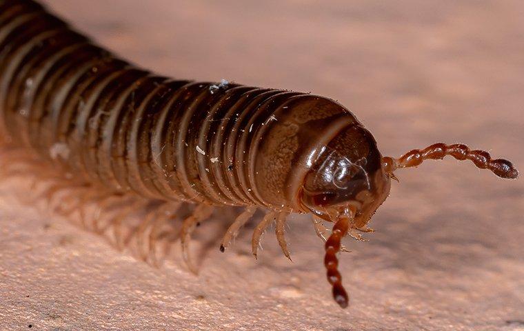 Blog - Is It Safe To Touch Millipedes In South Carolina?