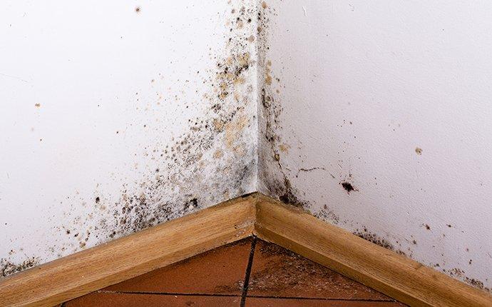 mold on walls in a home without moisture control