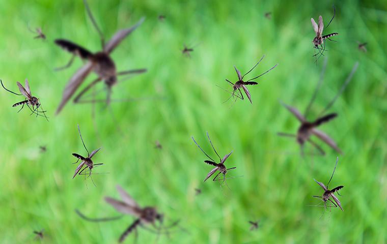 mosquitoes swarming