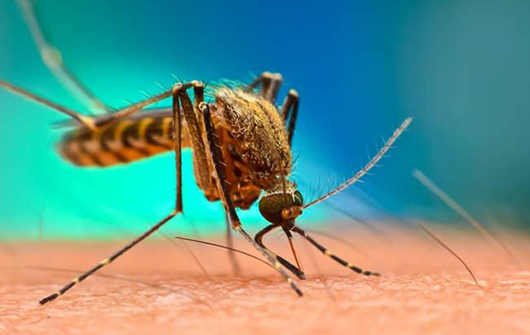 an aiken mosquito biting human skin