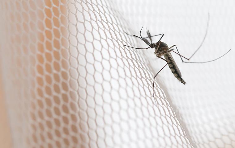 mosquito on a net