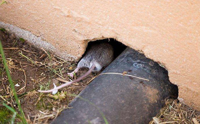 a mouse crawling inside house