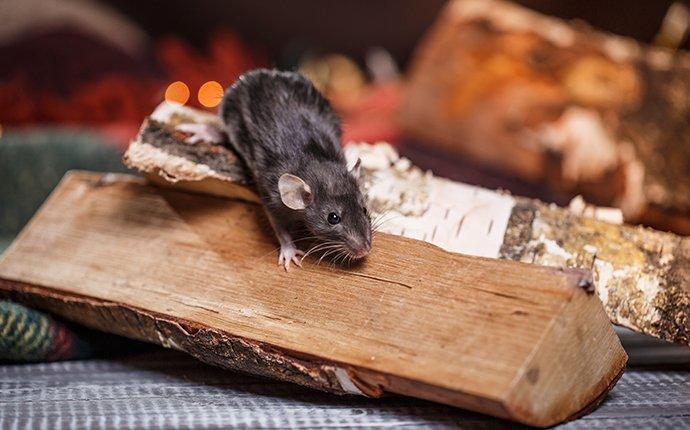 mouse in the house in winter near fireplace