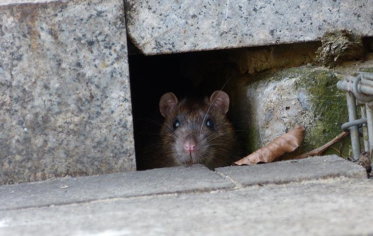 norway rat coming out of hole