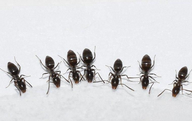 ants drinking spilled water
