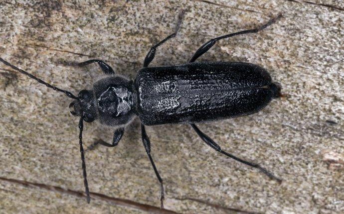 Wood beetle deals