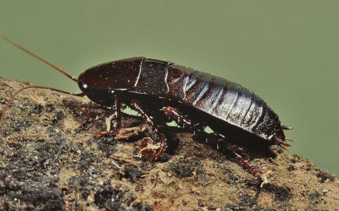 an oriential cockroach on a rock