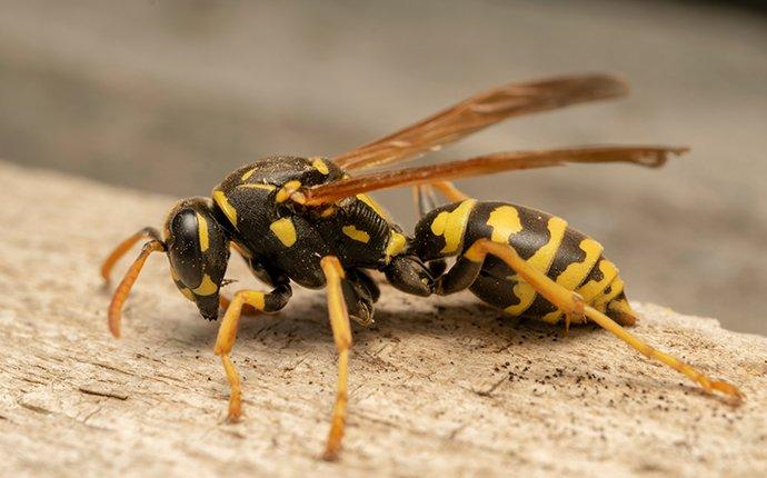 a paper wasp crawling on a wooden table