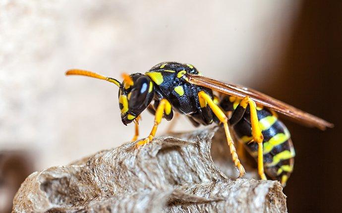 paper wasp crawling on nest