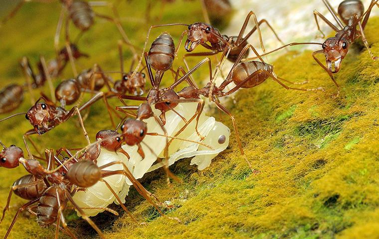 pharaoh ants closeup eating
