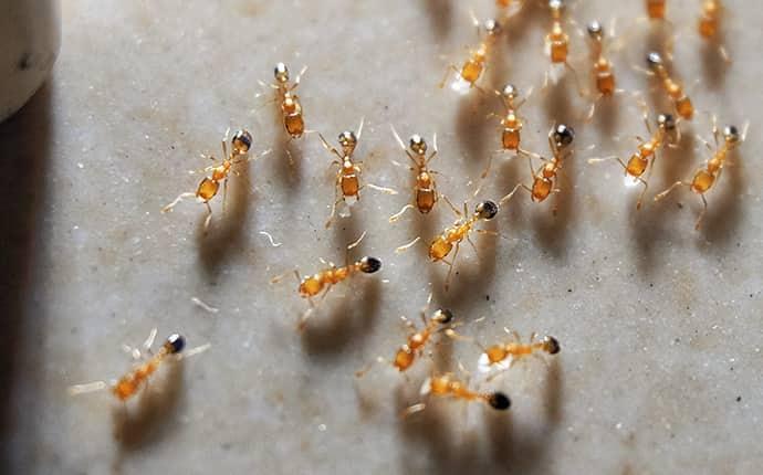 a colony of pharaoh ants clustered on a patio