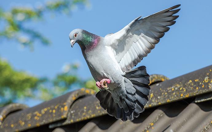 a pigeon landing