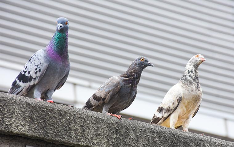 pigeons on a cement edge of building