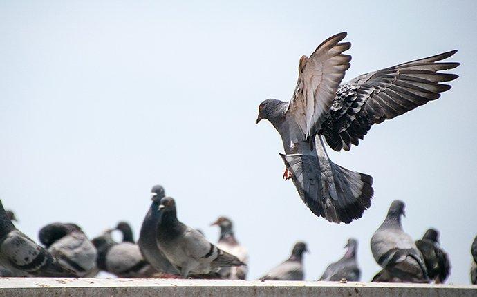 pigeons outside a commercial building