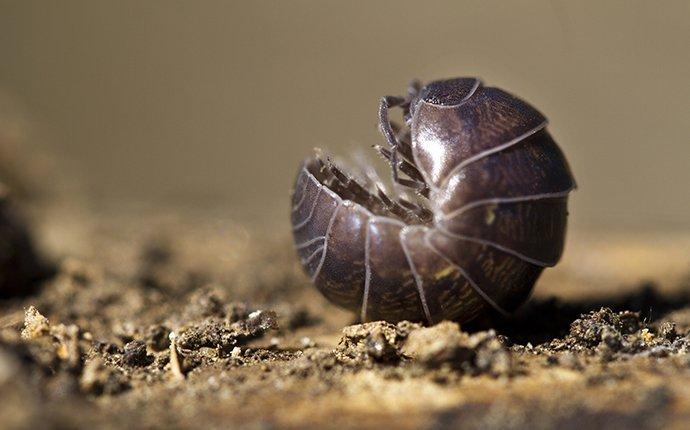 Pill Bugs Up Close by Greg Pyers