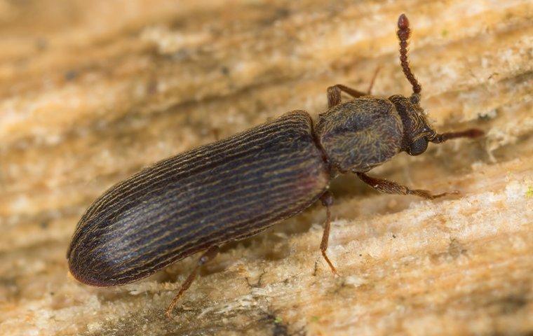 up close image of a powderpost beetle crawling on wood