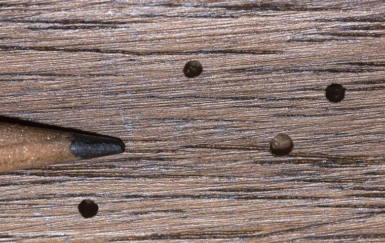 Damaged wood from old house borer activity.