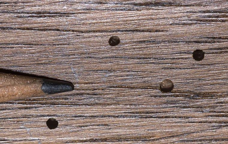damage on wood from a powderpost beetle