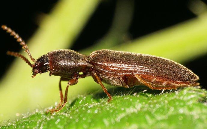 a powderpost beetle on a plant leaf