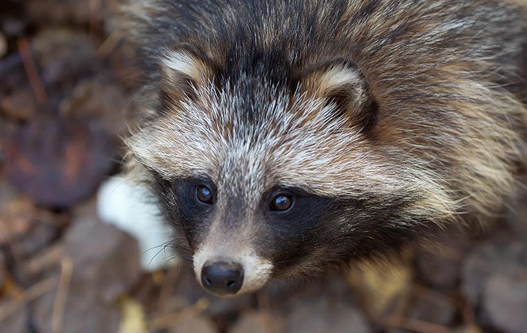 raccoon on ground outdoors