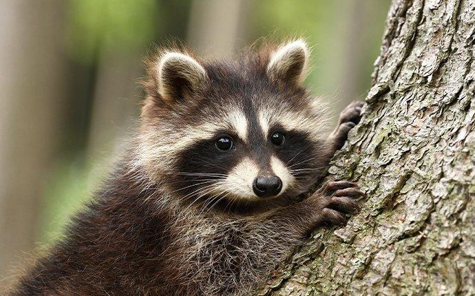 a raccoon in a tree