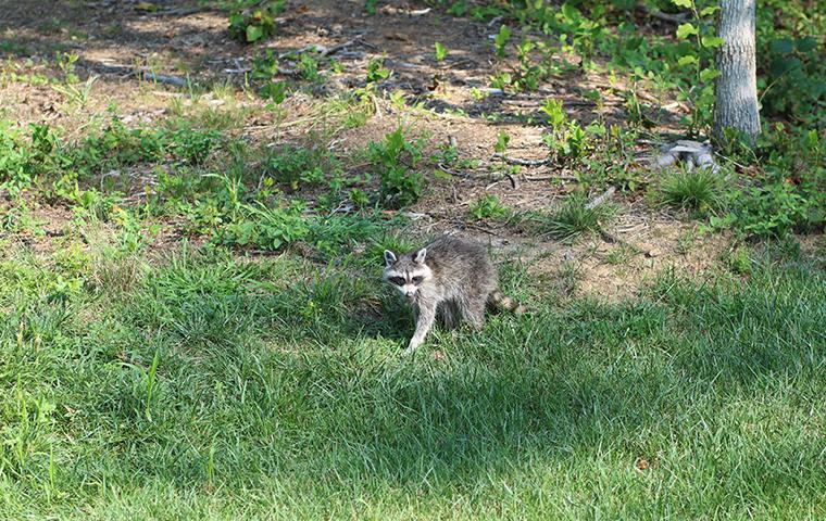raccoon in yard