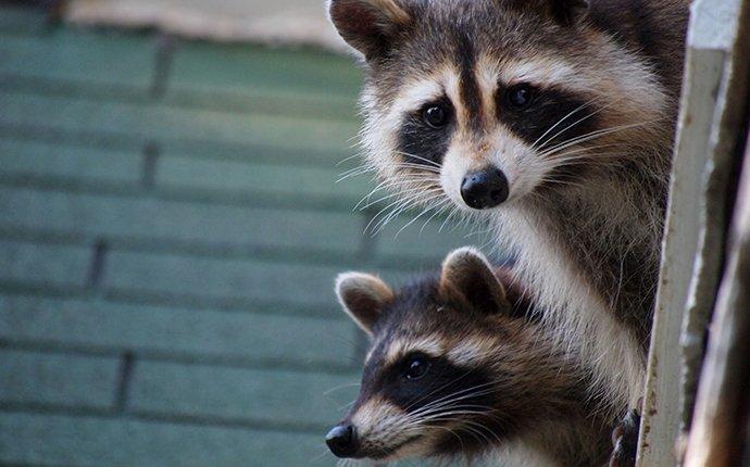 Blog How To Keep Raccoons Out Of Your South Carolina Home In Winter