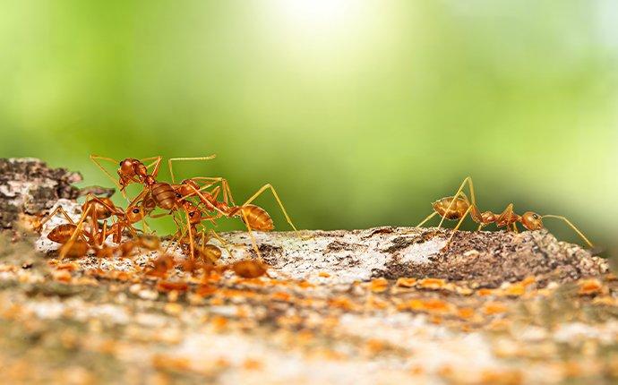 red fire ants crawling on an anthill