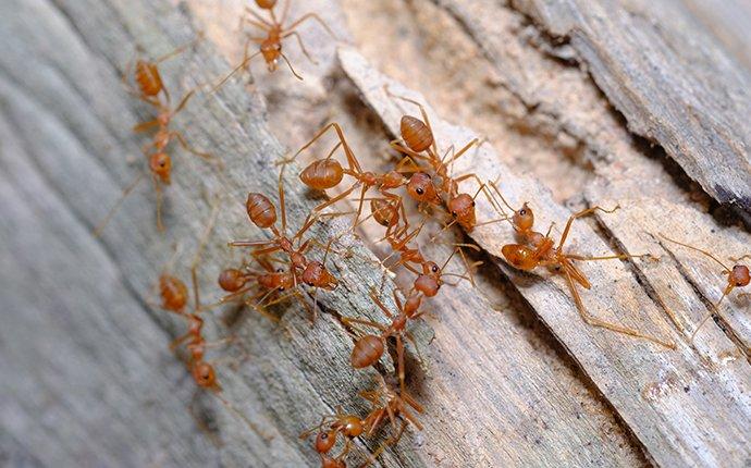 red imported fire ants on a tree