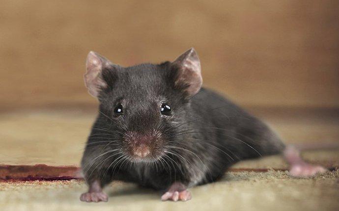 Dangers Of Living With Rats and Mice