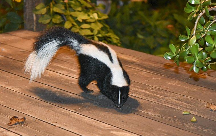 a skunk outside a home