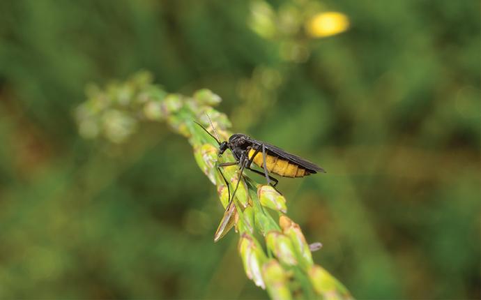 small fungus gnat on a little plant