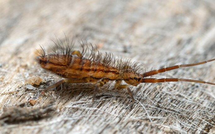 a springtiail crawling on a fence post