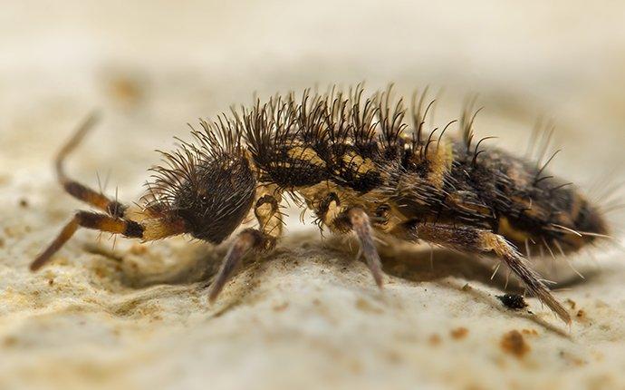 a springtail crawling on a fence