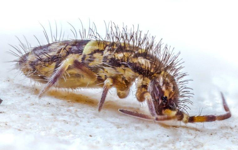 a springtail crawling on a tile floor