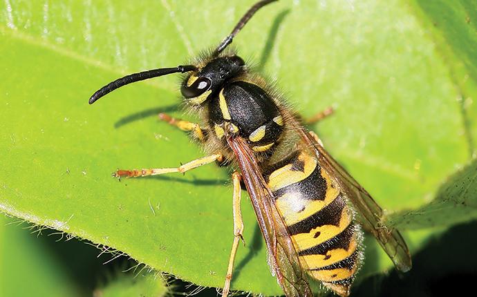 a yellow jacket on a leaf